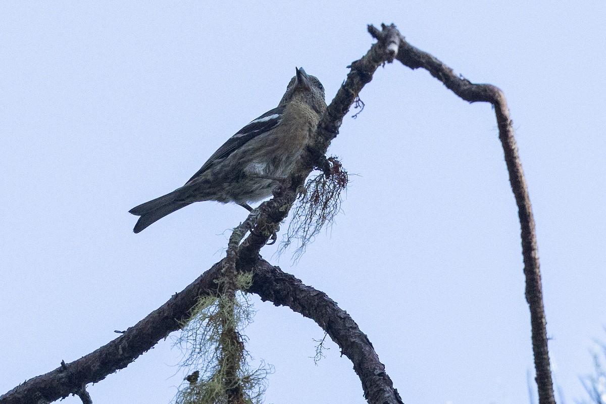 Hispaniolan Crossbill - ML626011612