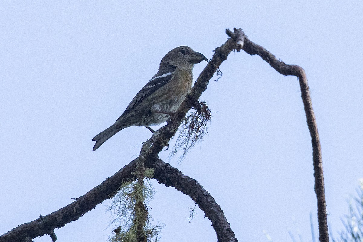 Hispaniolan Crossbill - ML626011613