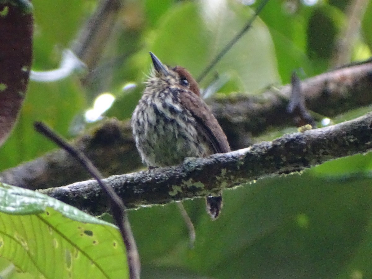 Lanceolated Monklet - ML626011649