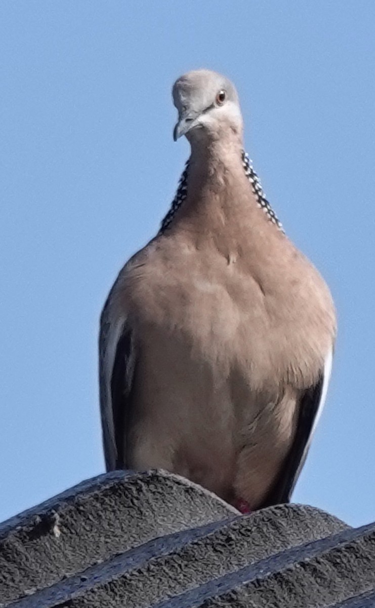 Spotted Dove - ML626011658