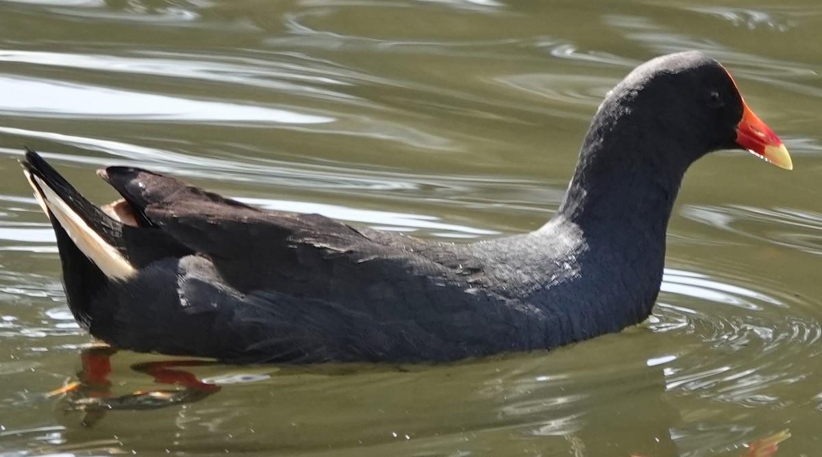 Dusky Moorhen - ML626011669