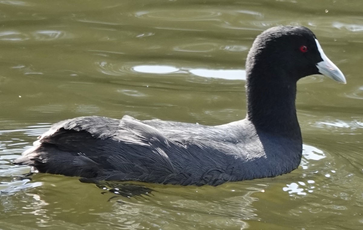 Eurasian Coot - ML626011679