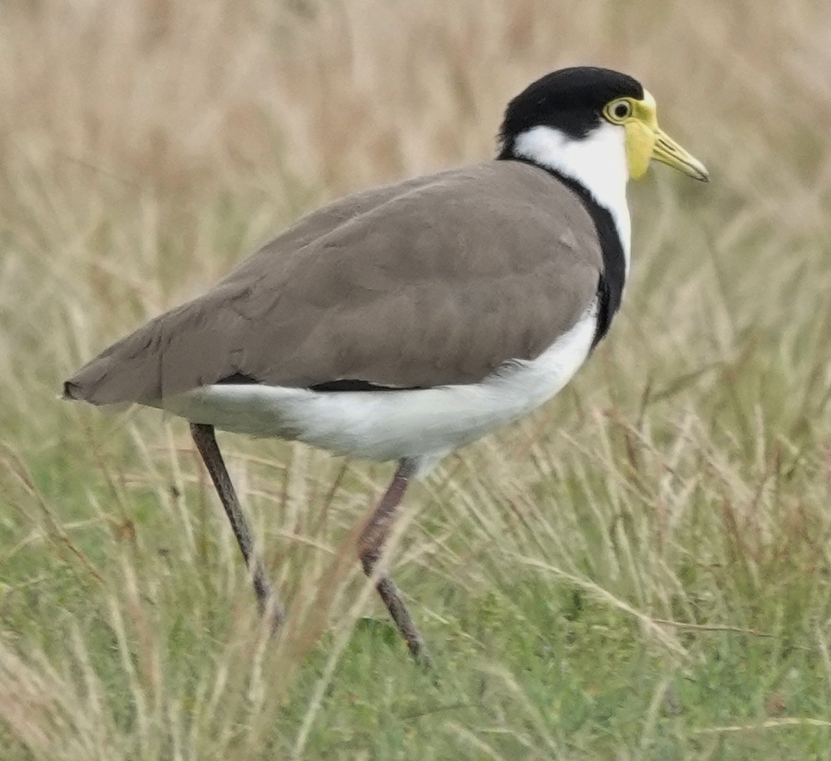 Masked Lapwing - ML626011708