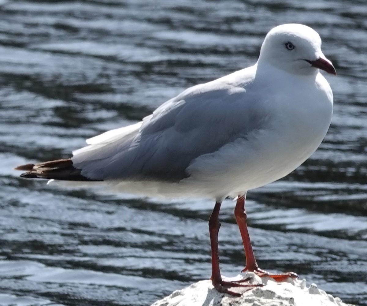 Silver Gull (Silver) - ML626011715