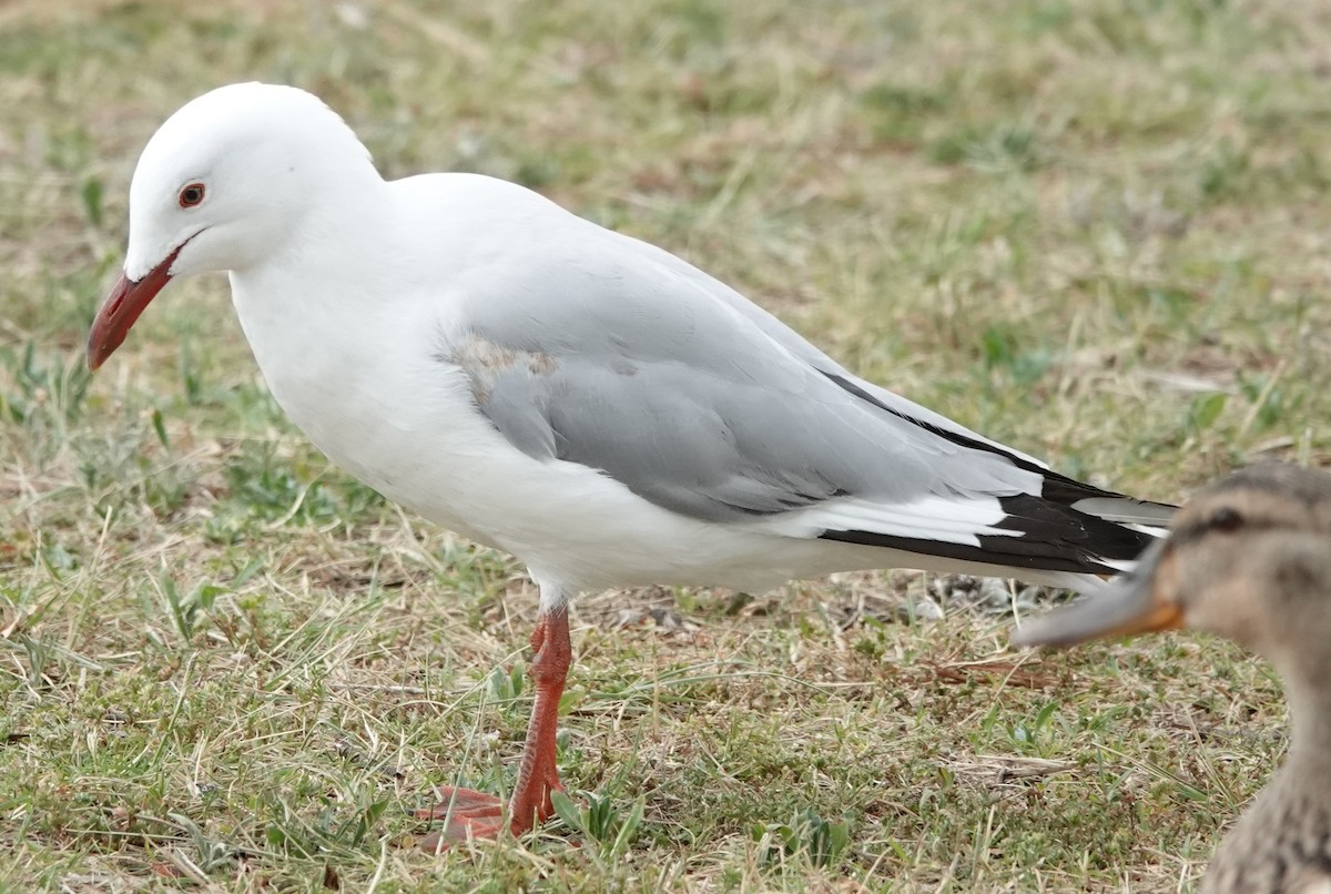 Silver Gull (Silver) - ML626011716