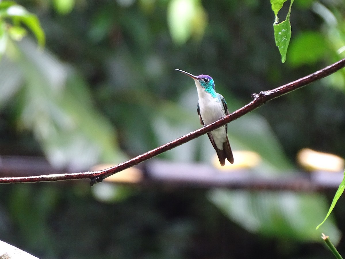 Andean Emerald - ML626011720