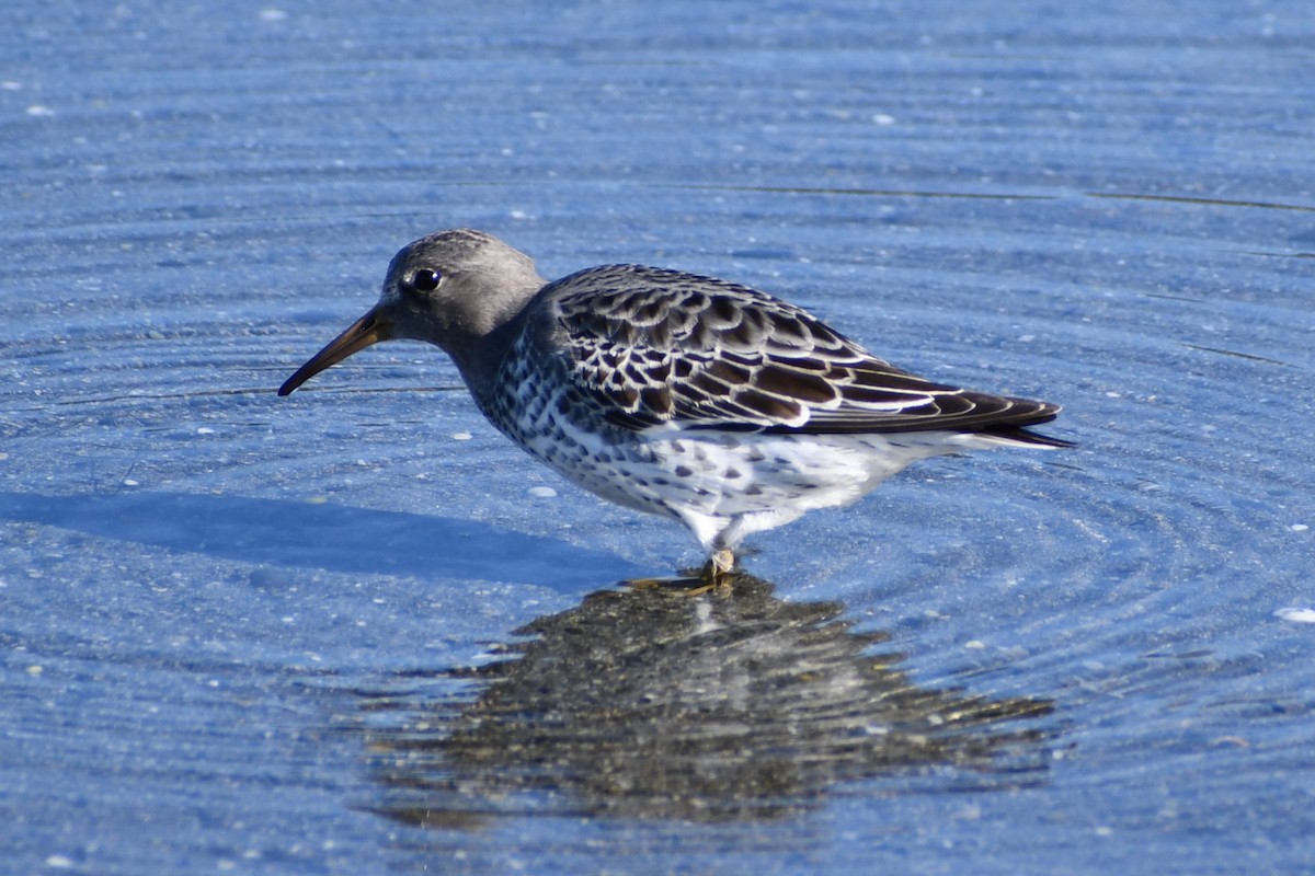 Rock Sandpiper - ML626011730