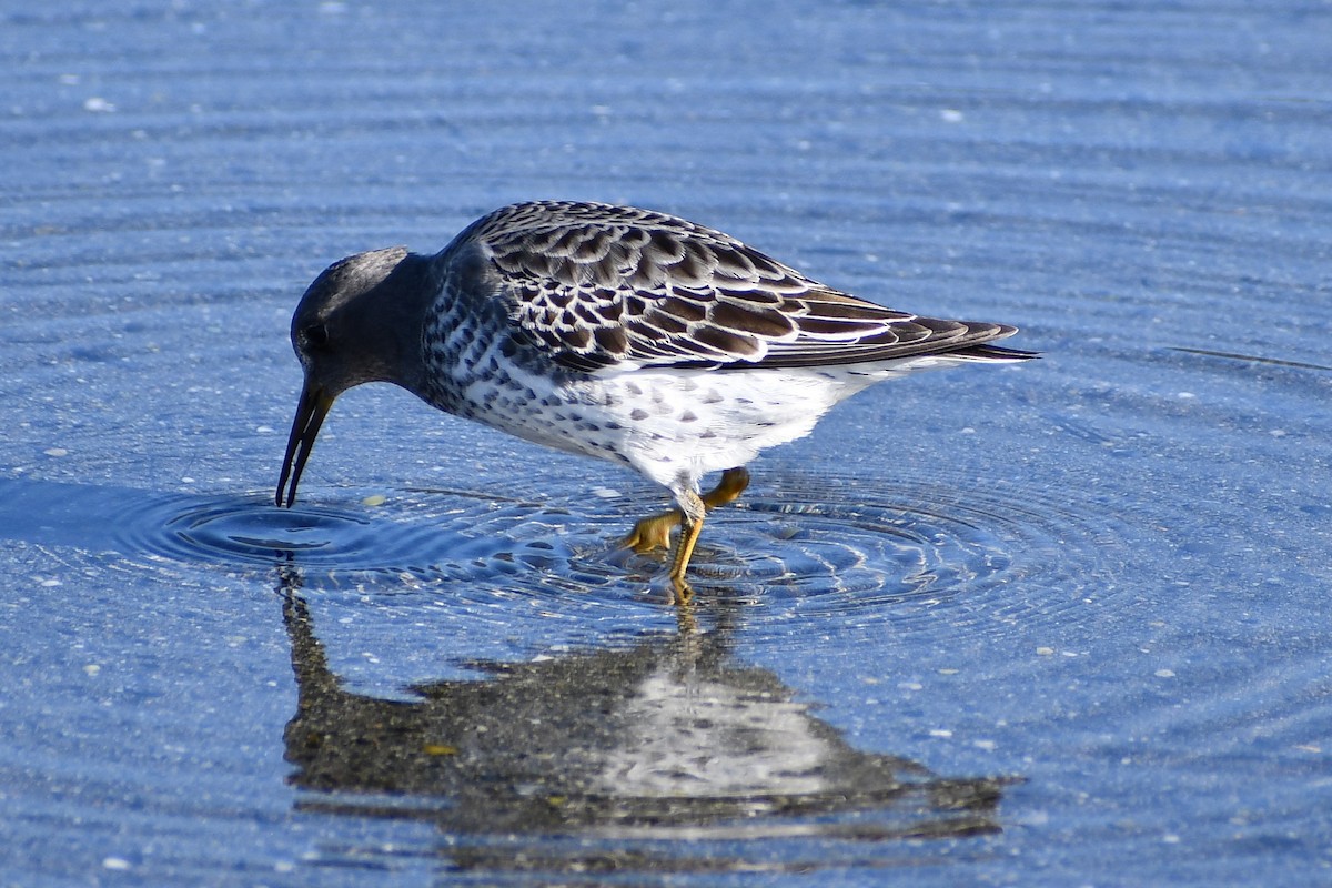 Rock Sandpiper - ML626011731