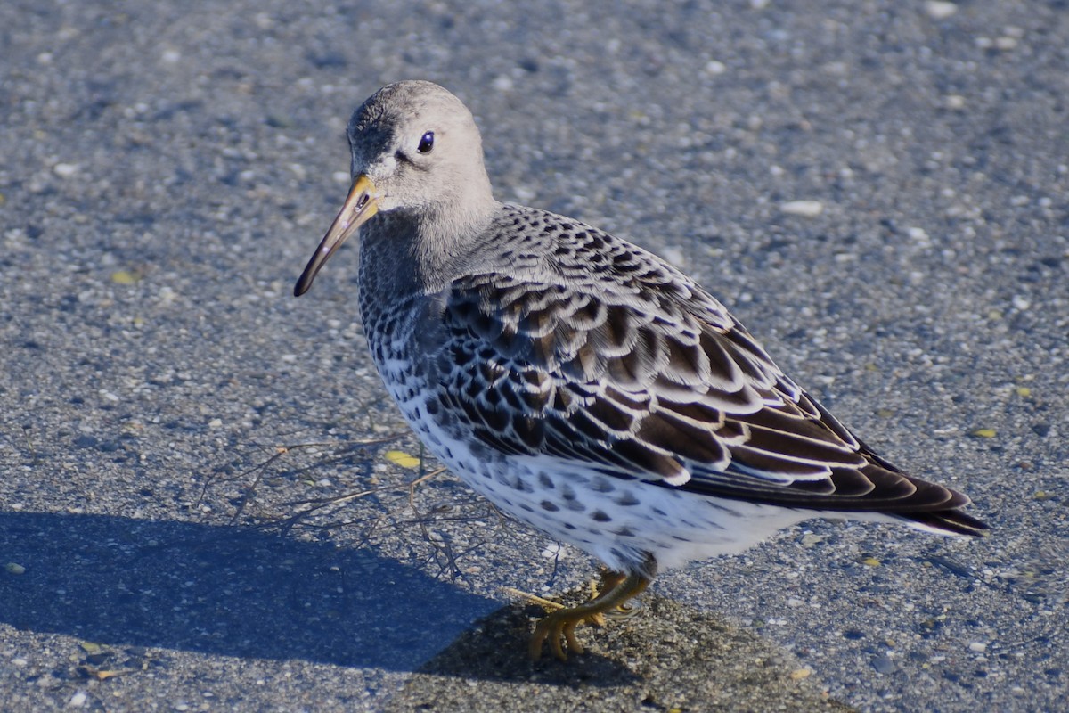 Rock Sandpiper - ML626011732