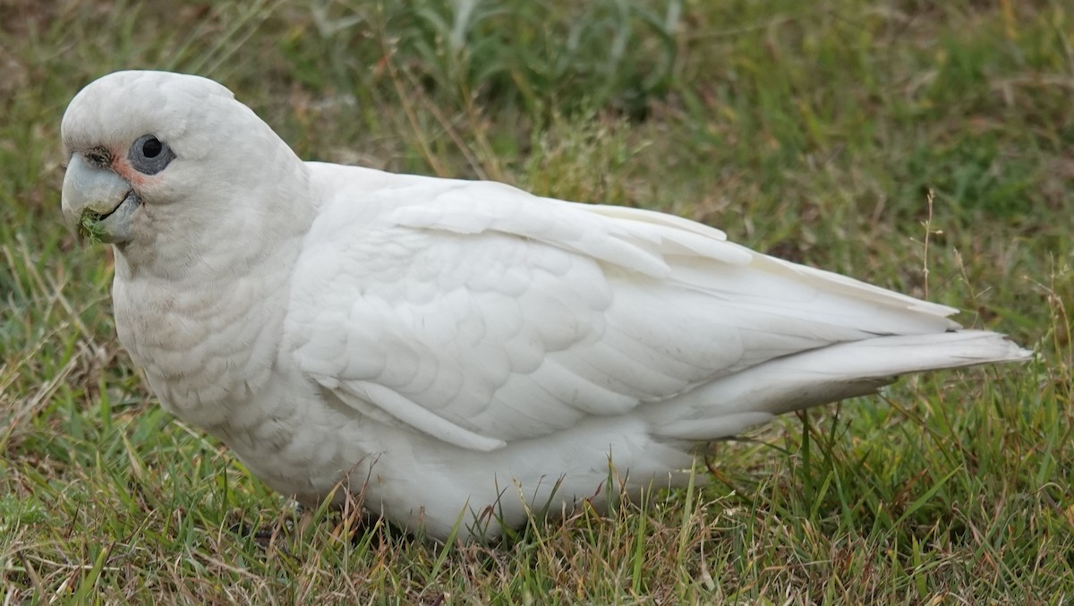 Little Corella - ML626011742