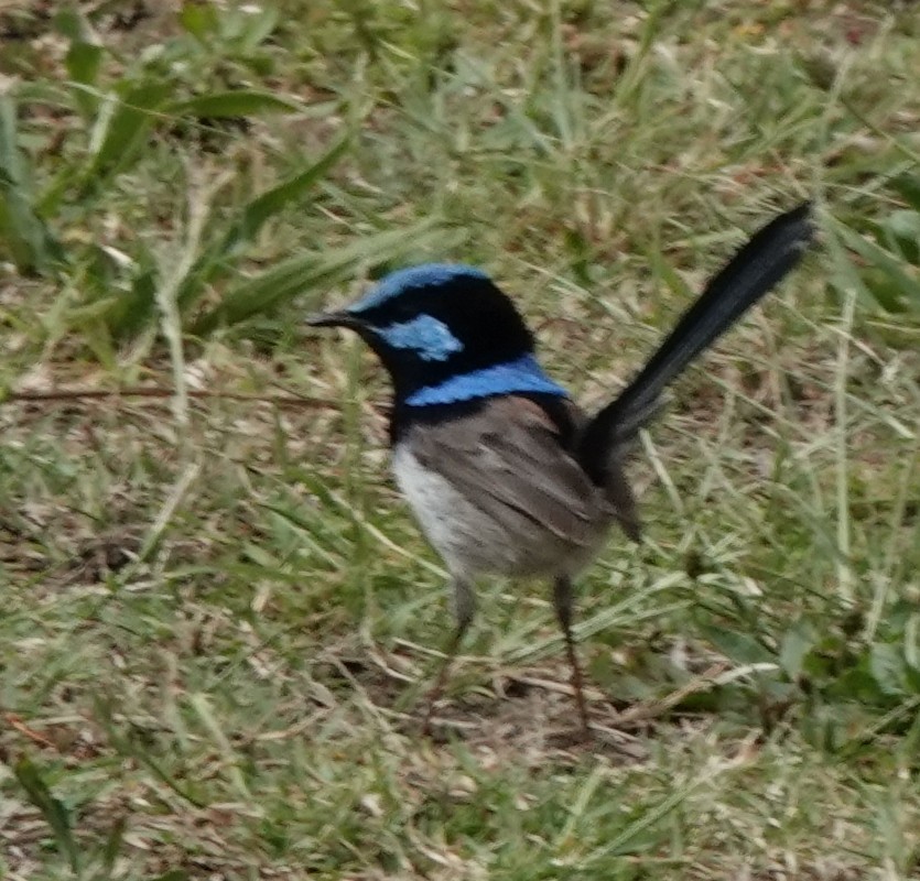 Superb Fairywren - ML626011750