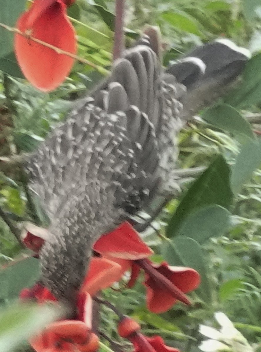 Little Wattlebird - ML626011754