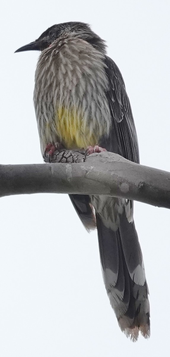 Red Wattlebird - ML626011765