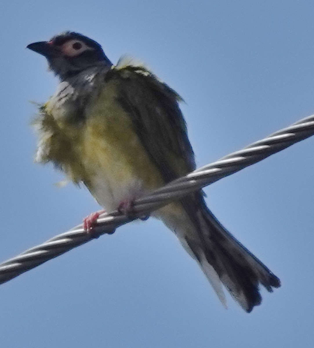 Australasian Figbird - ML626011771