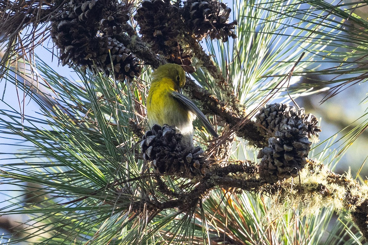 Pine Warbler - ML626011785