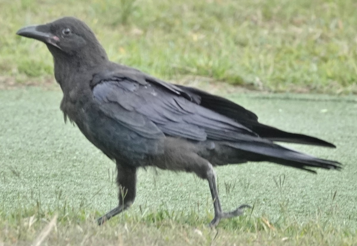 Australian Raven - ML626011806