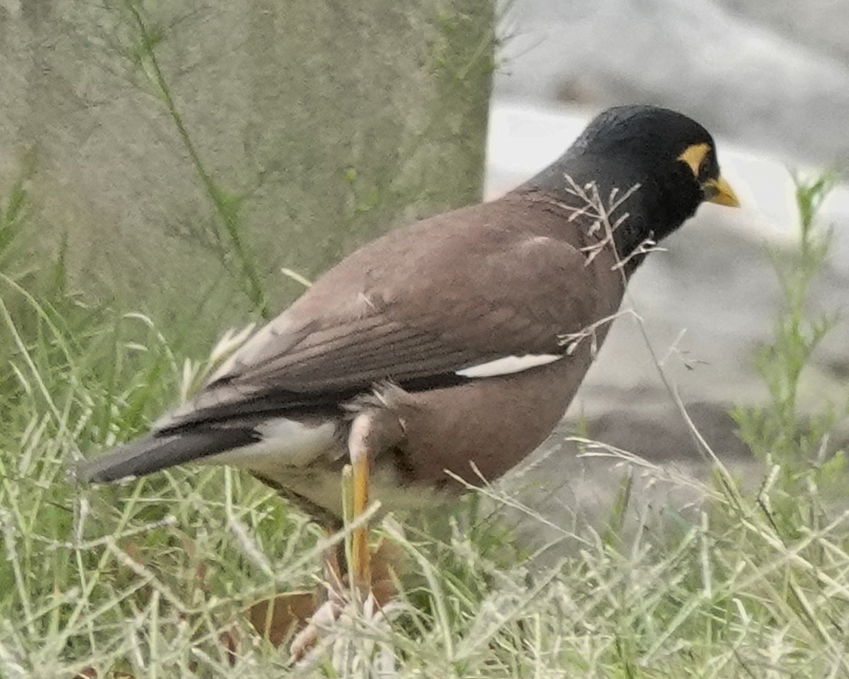 Common Myna - ML626011811