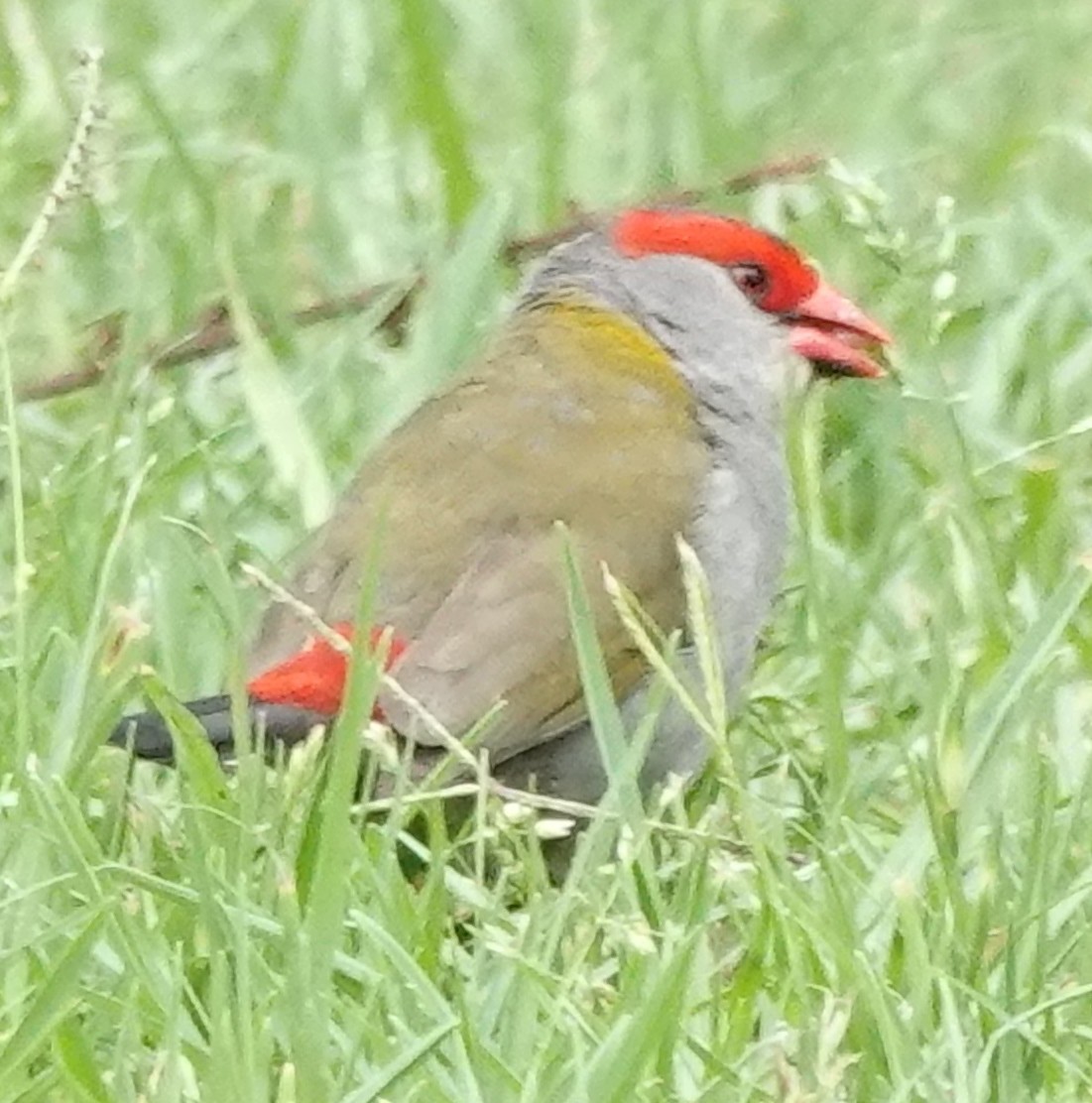 Red-browed Firetail - ML626011820