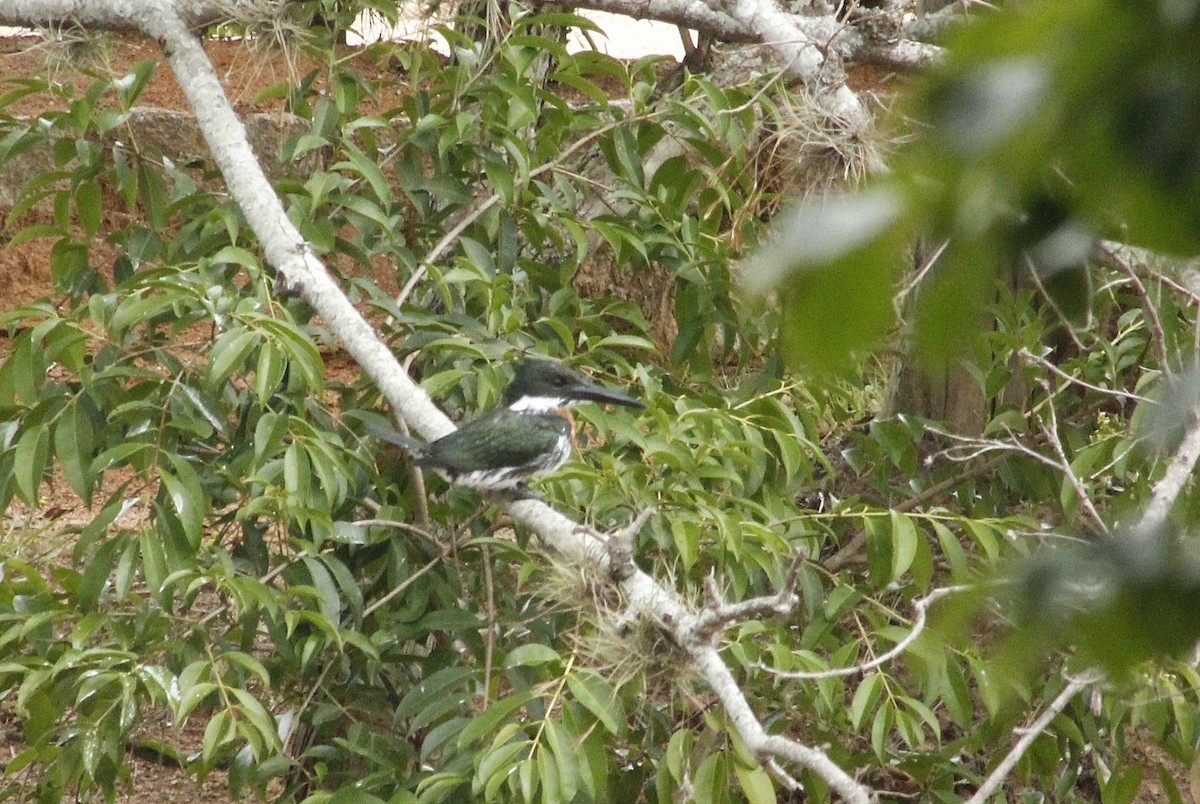 Amazon Kingfisher - ML626012113