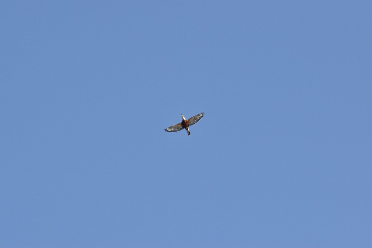 Ringed Kingfisher - ML626012245