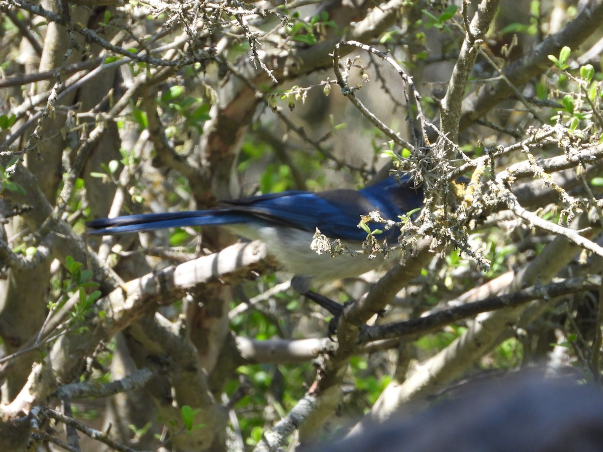 Woodhouse's Scrub-Jay - ML626012405