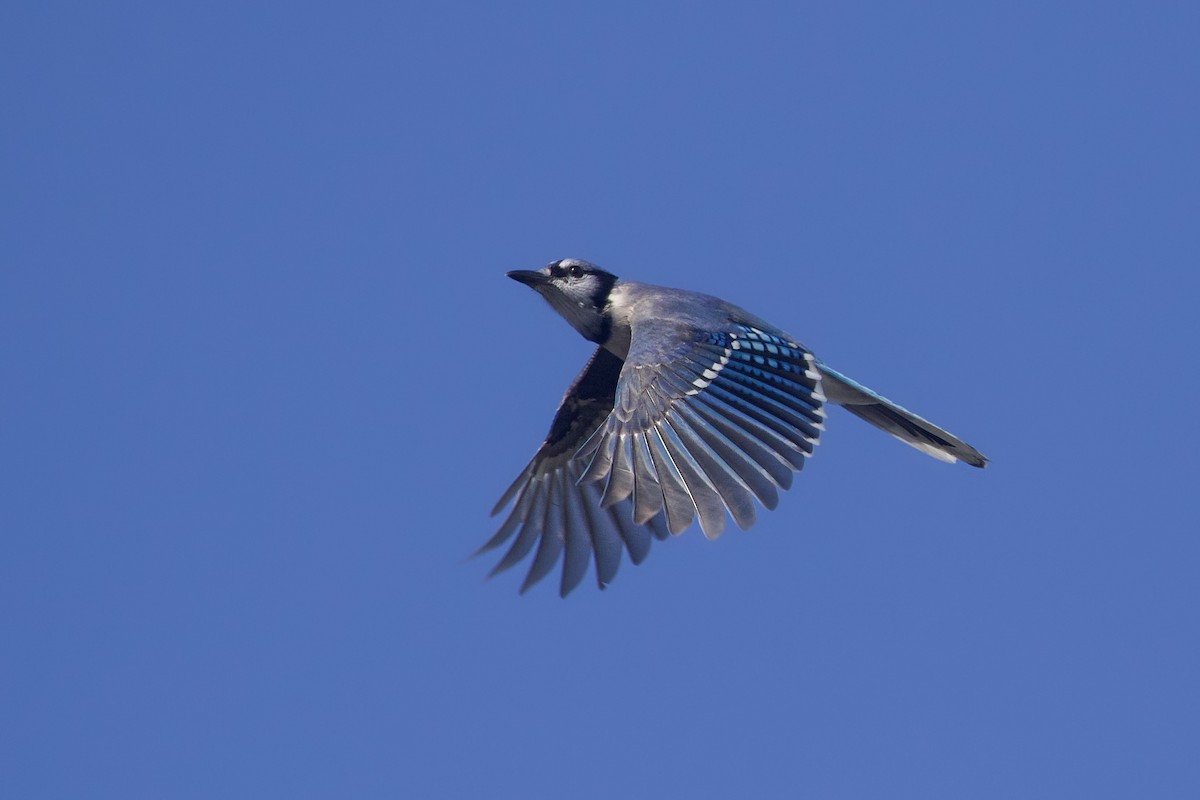 Blue Jay - ML626012553