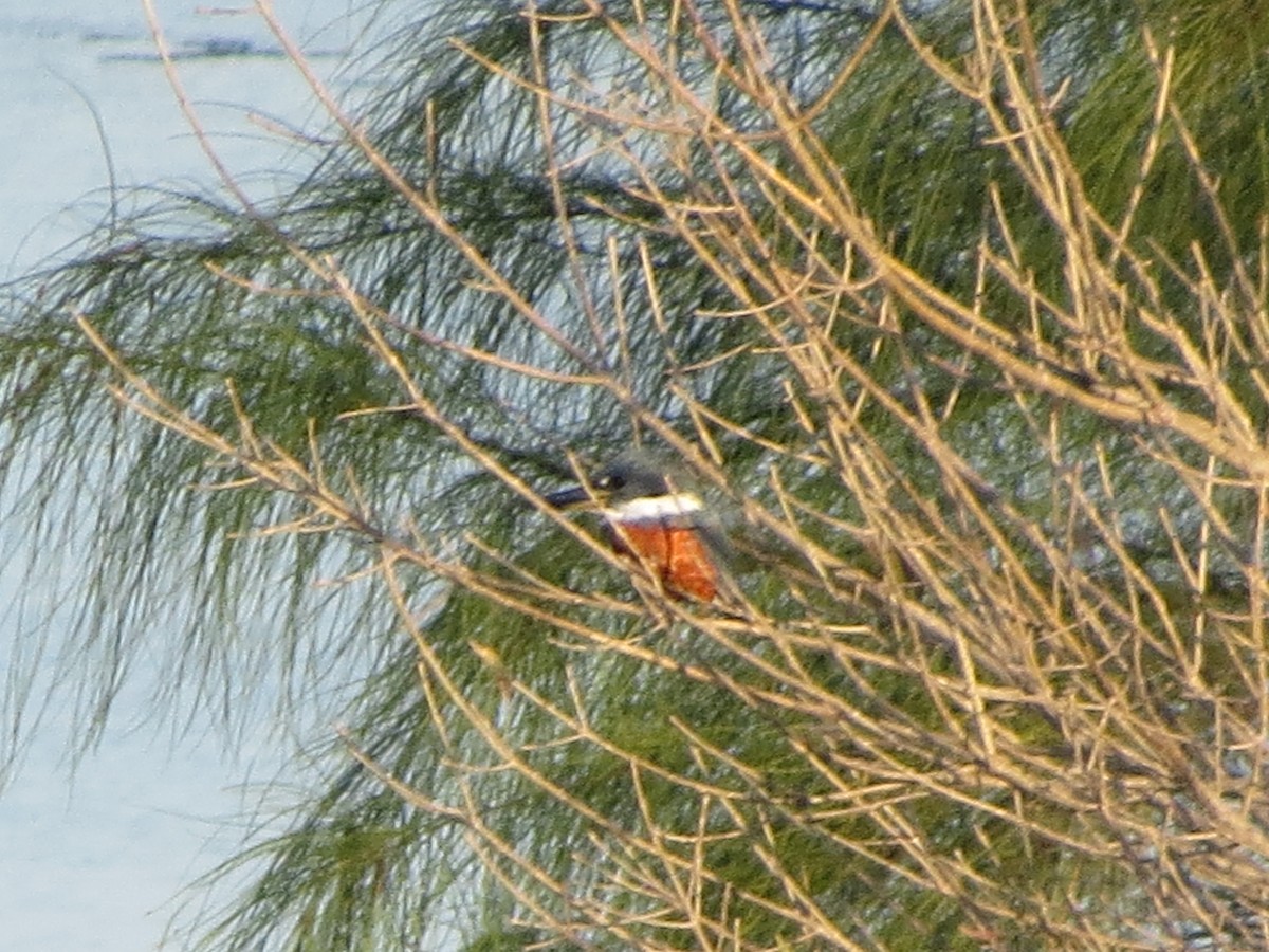 Ringed Kingfisher - ML626012570