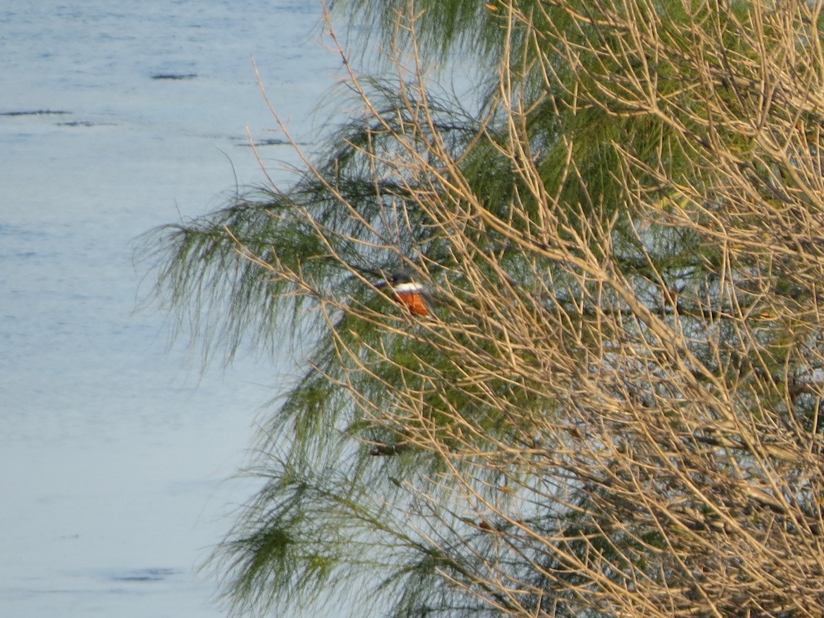 Ringed Kingfisher - ML626012571