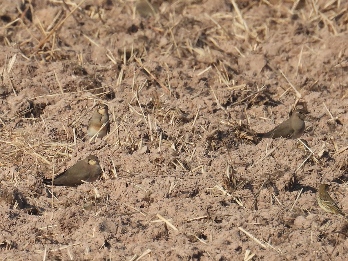 Oriental Pratincole - ML626012676