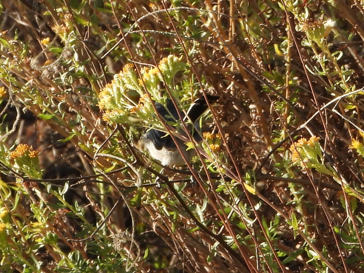 California Gnatcatcher - ML626012782