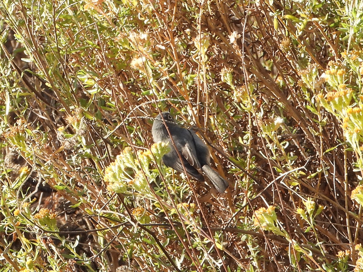 California Gnatcatcher - ML626012783