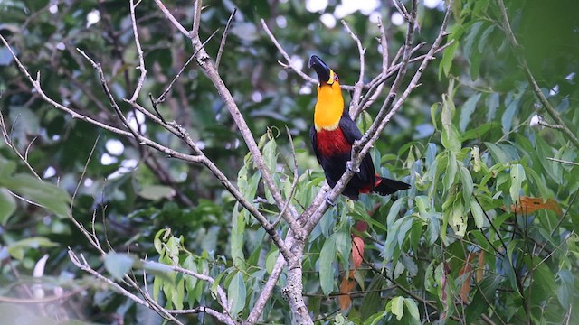 Toucan à ventre rouge - ML626012795