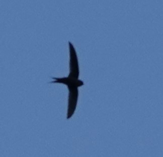 Malagasy Palm Swift - ML626012888
