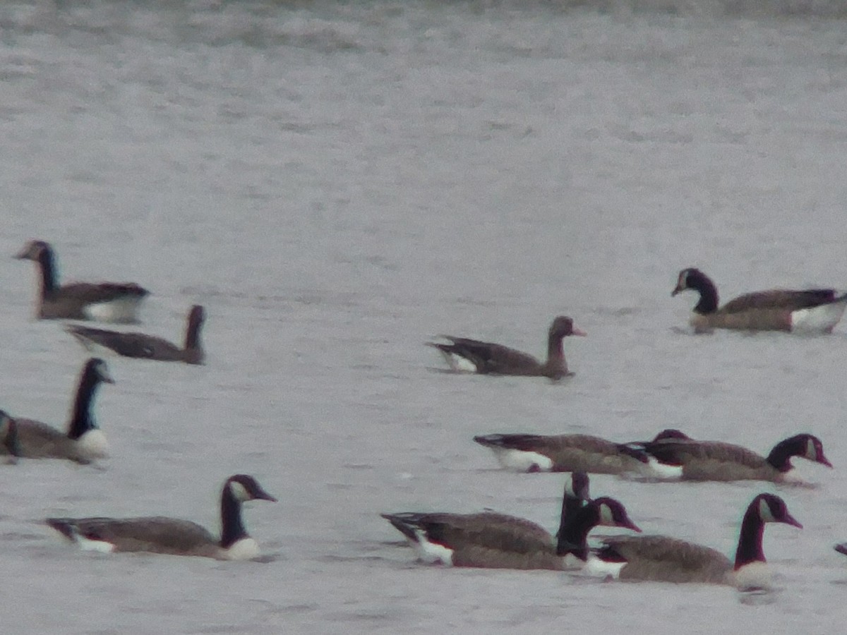 Greater White-fronted Goose - ML626012932