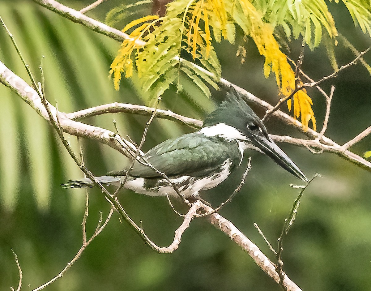 Amazon Kingfisher - ML626012968