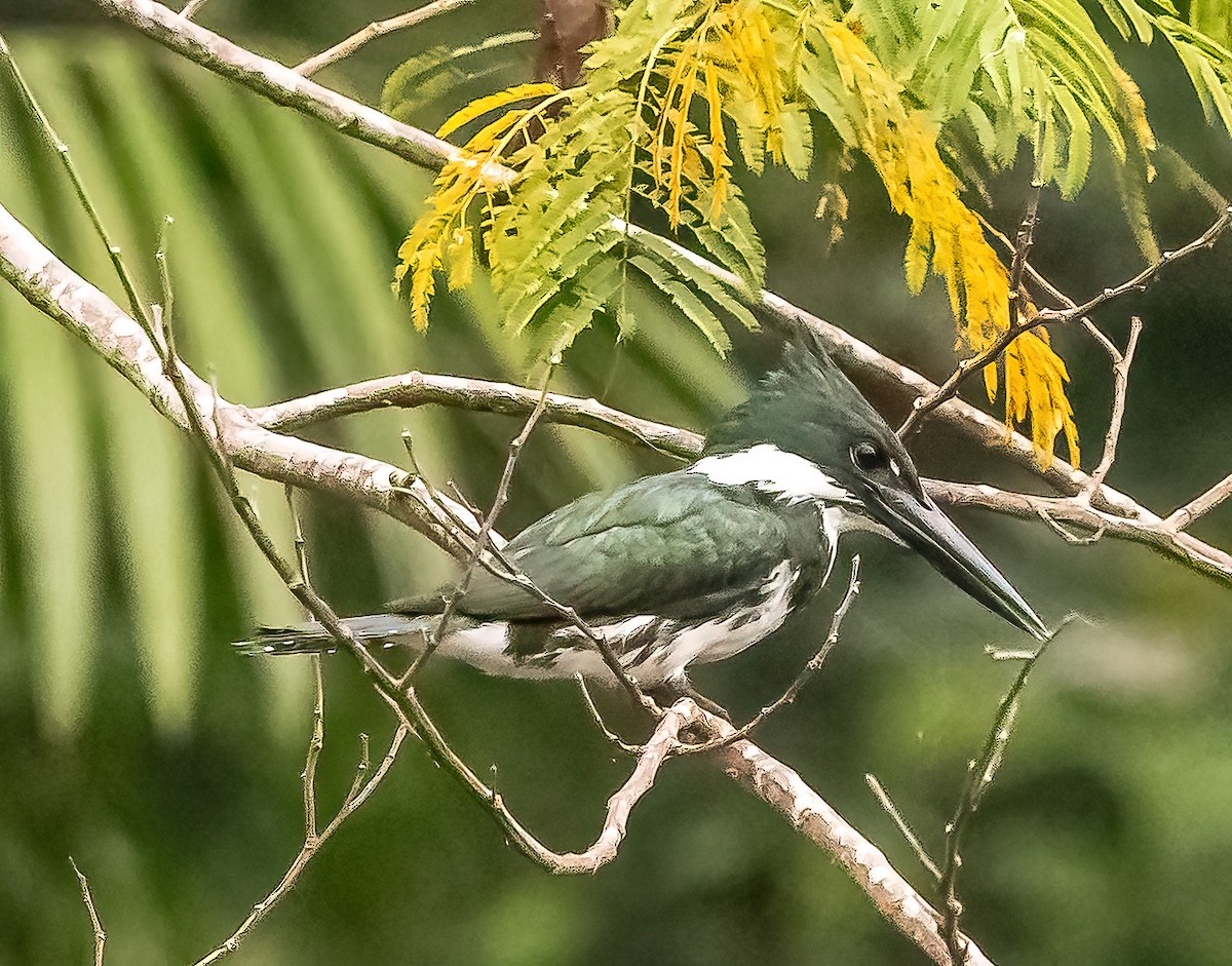 Amazon Kingfisher - ML626012969