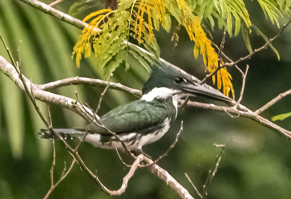 Amazon Kingfisher - ML626012970