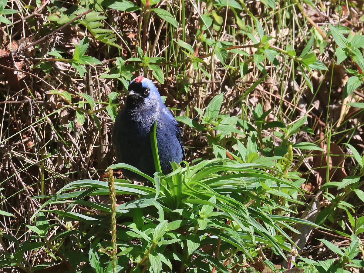 Diademed Tanager - ML626012996