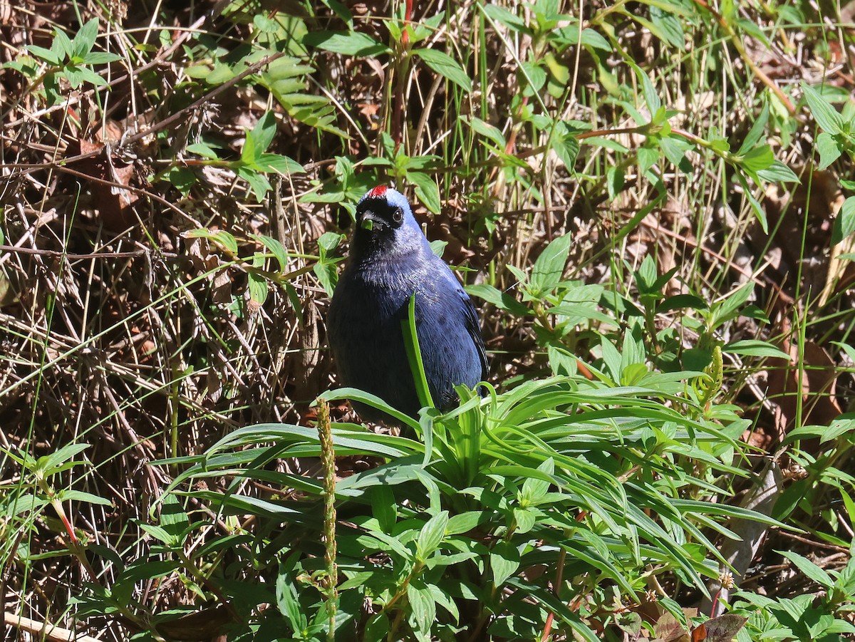 Diademed Tanager - ML626012997