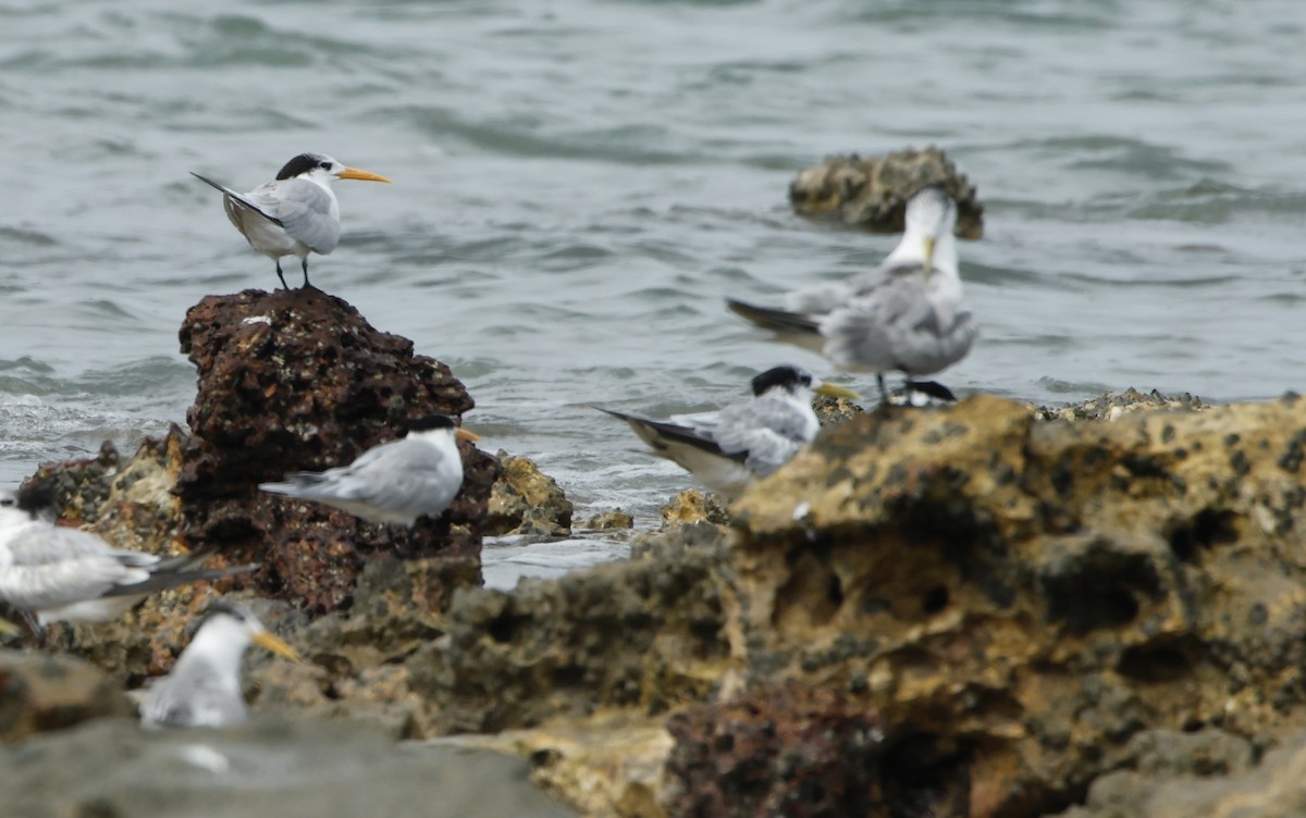 Lesser Crested Tern - ML626013088