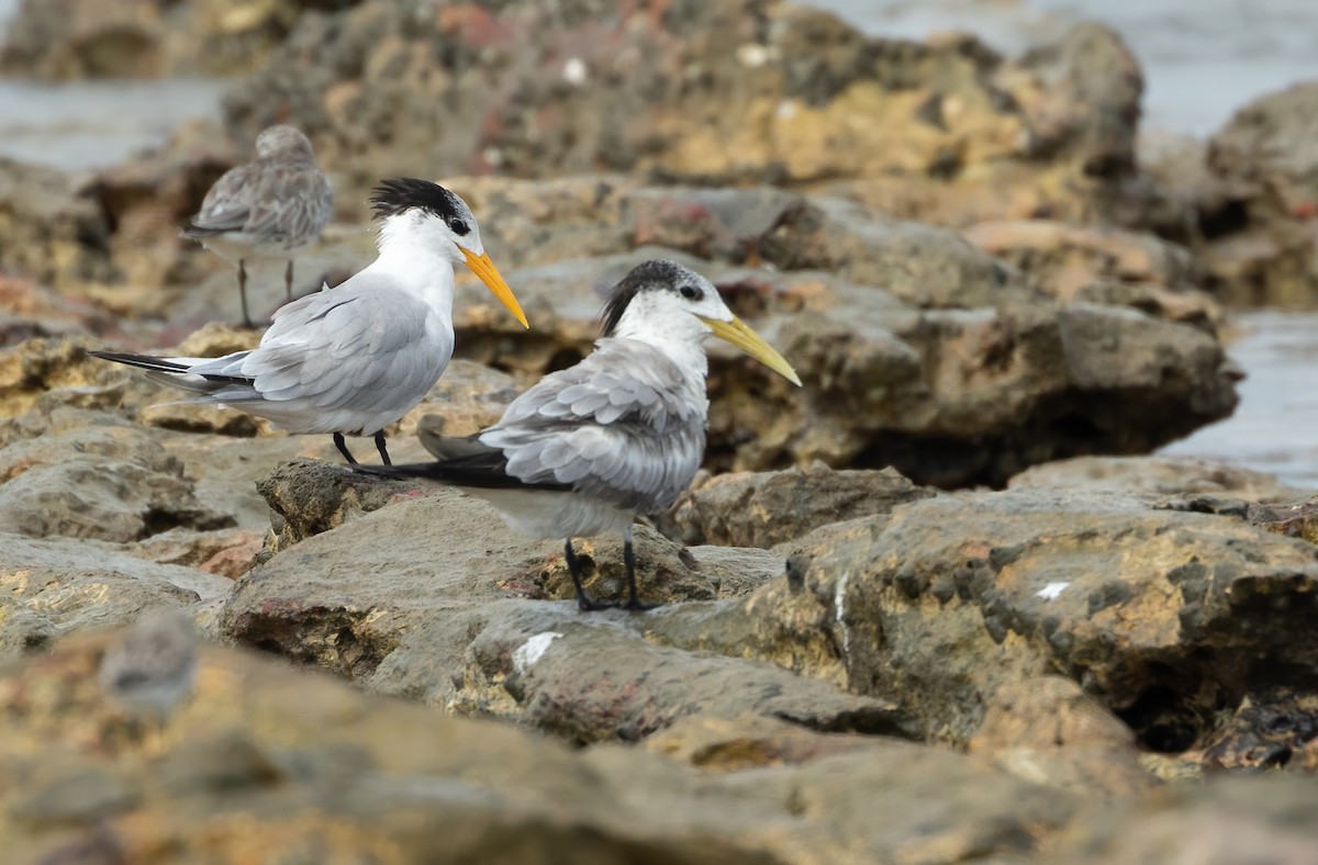 Lesser Crested Tern - ML626013089