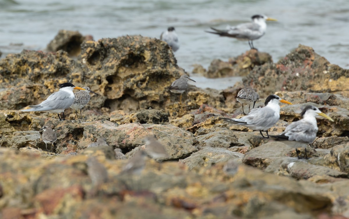 Lesser Crested Tern - ML626013090