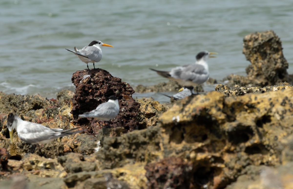Lesser Crested Tern - ML626013091