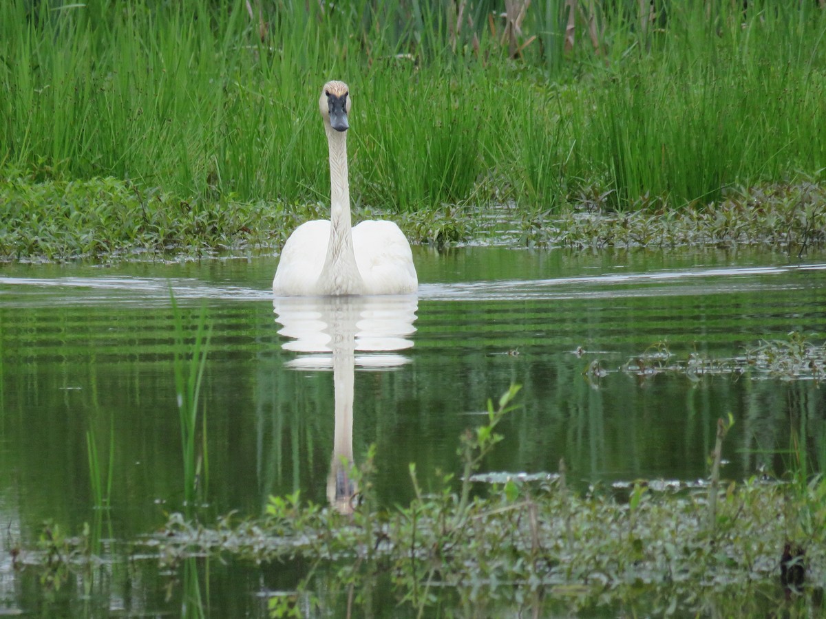 Trumpeter Swan - ML62601311