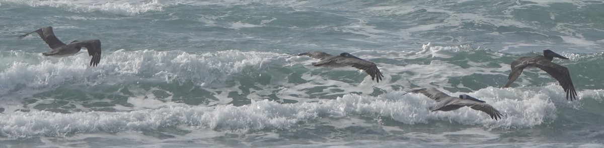 Brown Pelican - ML626013221