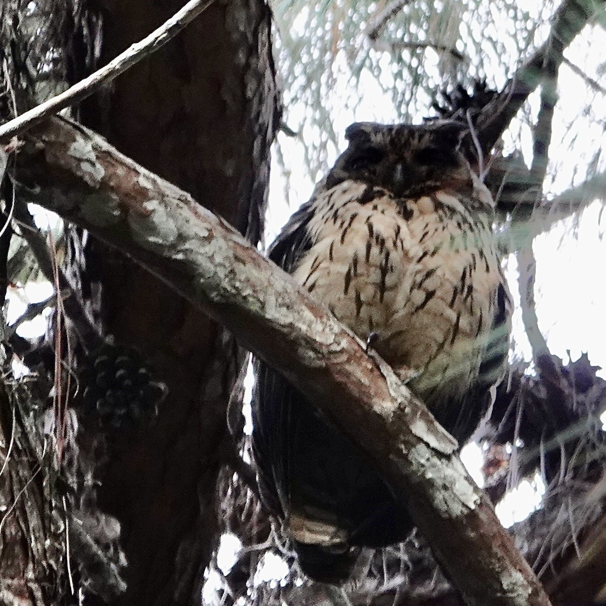Madagascar Owl - ML626013620