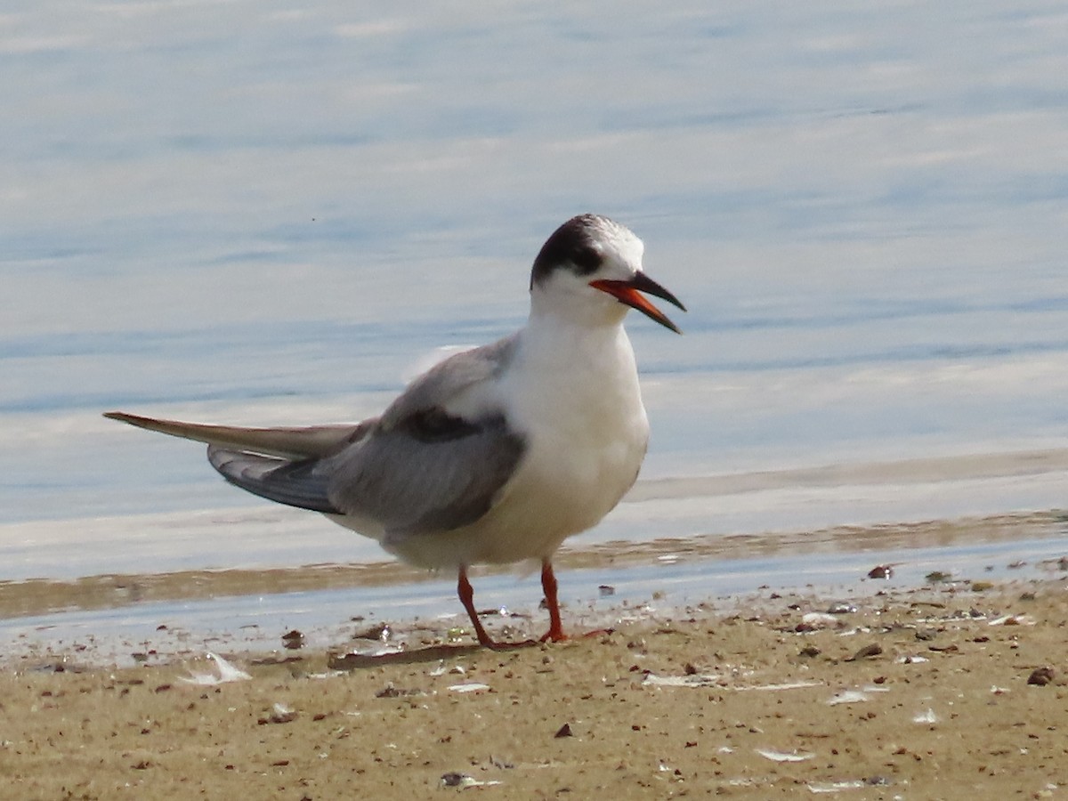 Эгэл хараалай - ML626013722