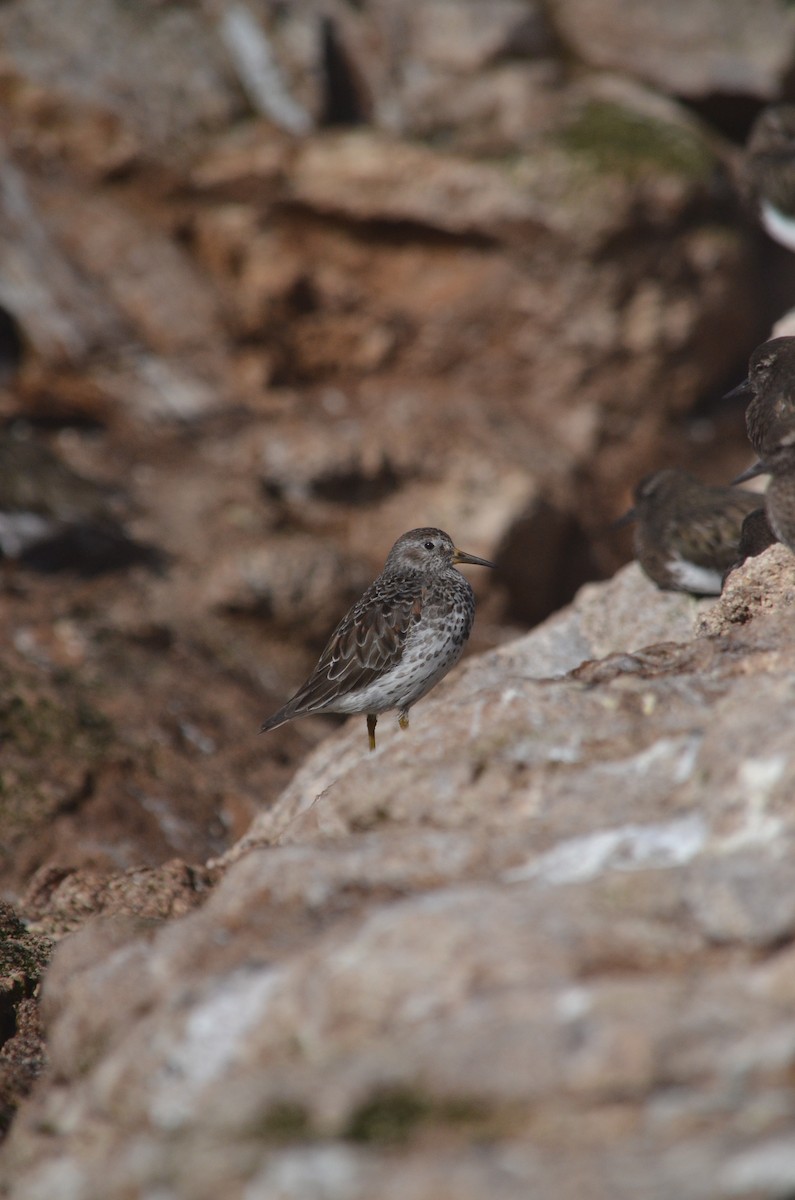 Rock Sandpiper - ML626013751