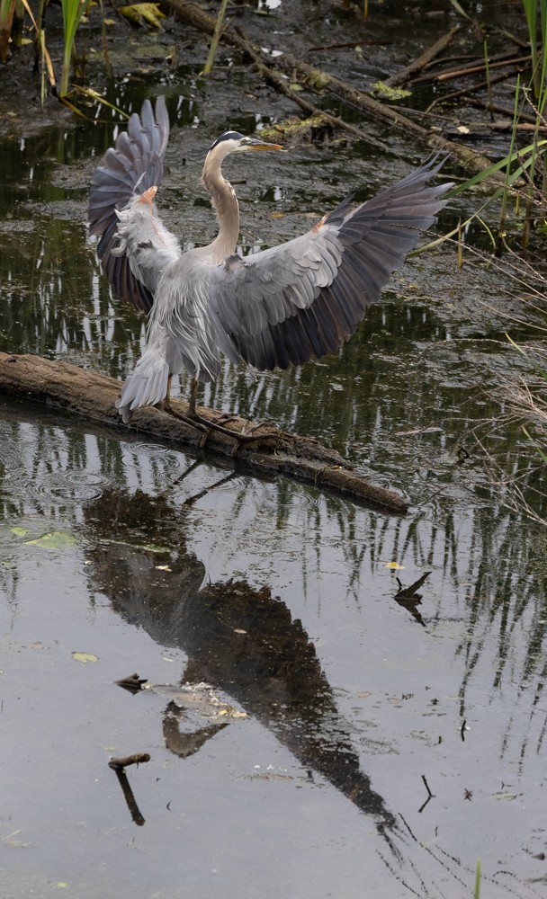 Great Blue Heron - ML626013918