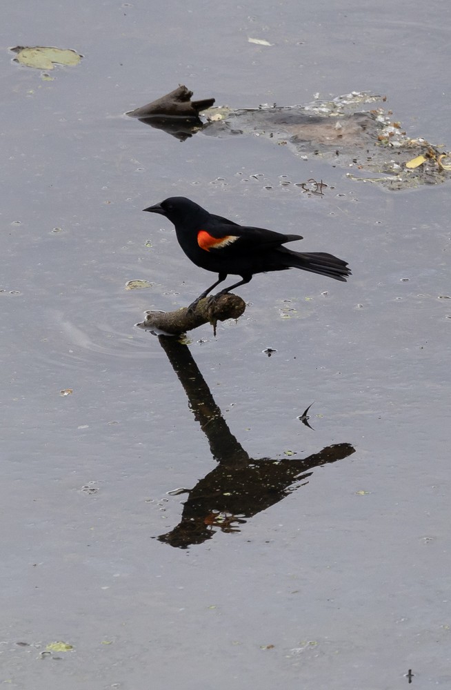 Red-winged Blackbird - ML626013925